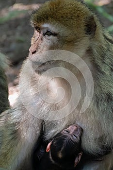 Barbary macaque, Macaca sylvanus, baby breastfeeding photo